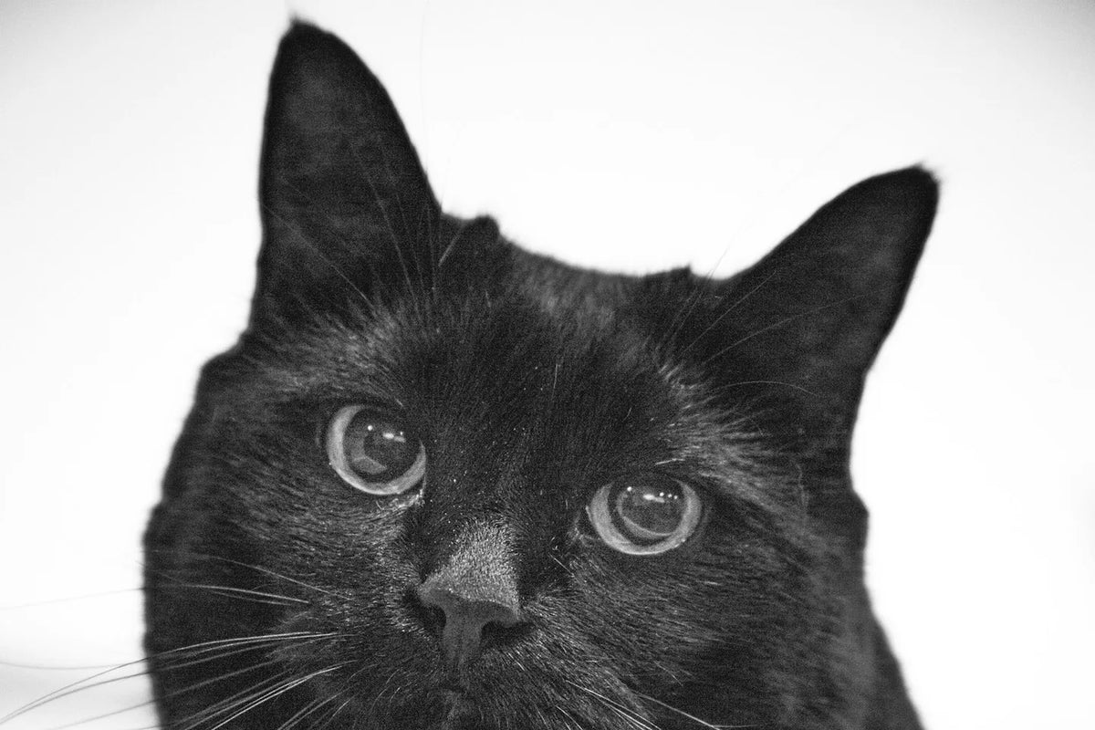 Black cat looking towards the camera