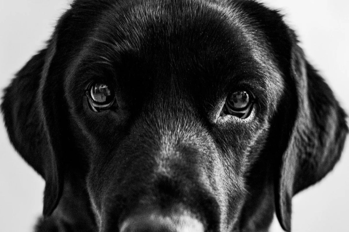 Close-up portrait of a black Labrador retriever