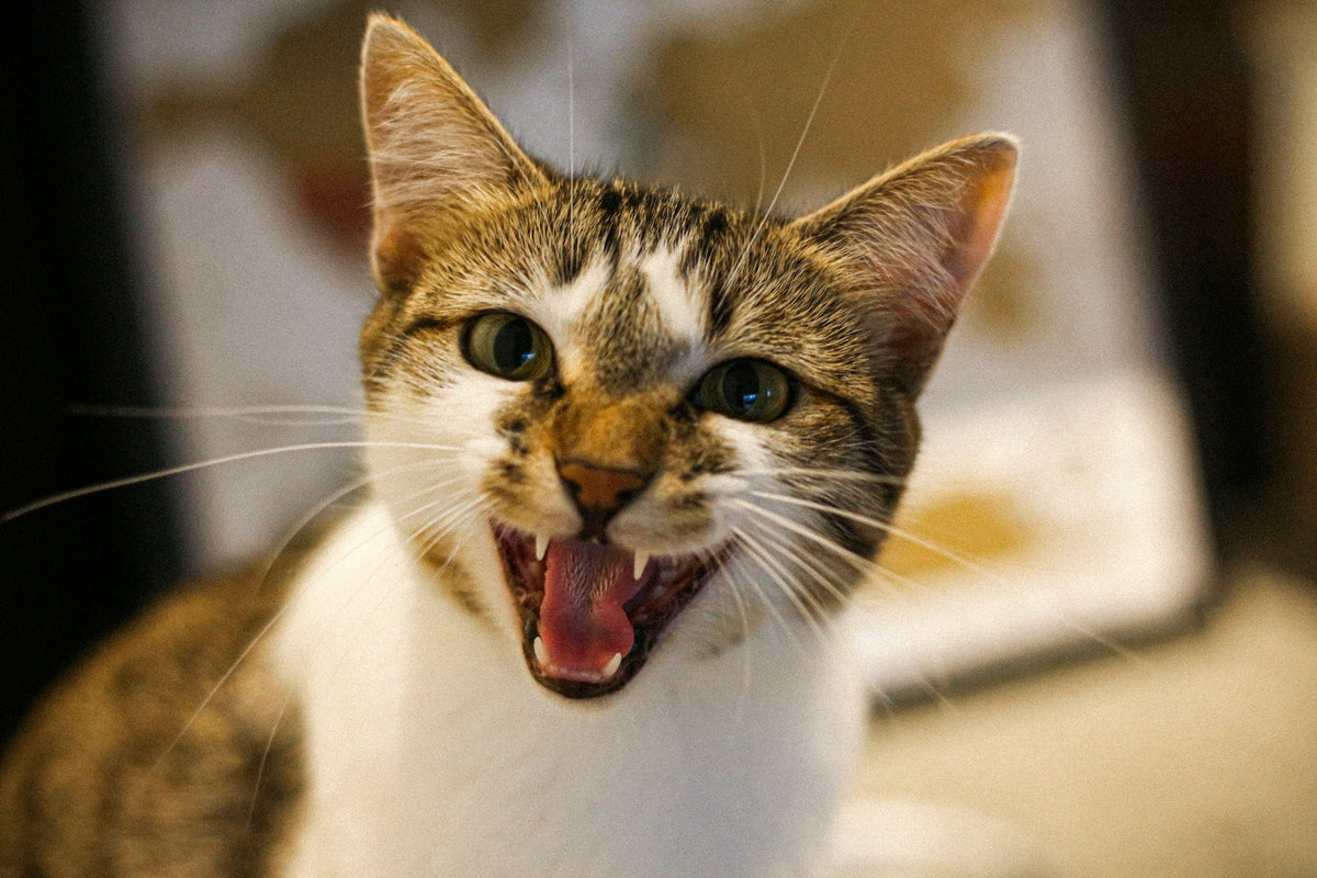 White and brown cat meowing with its mouth open