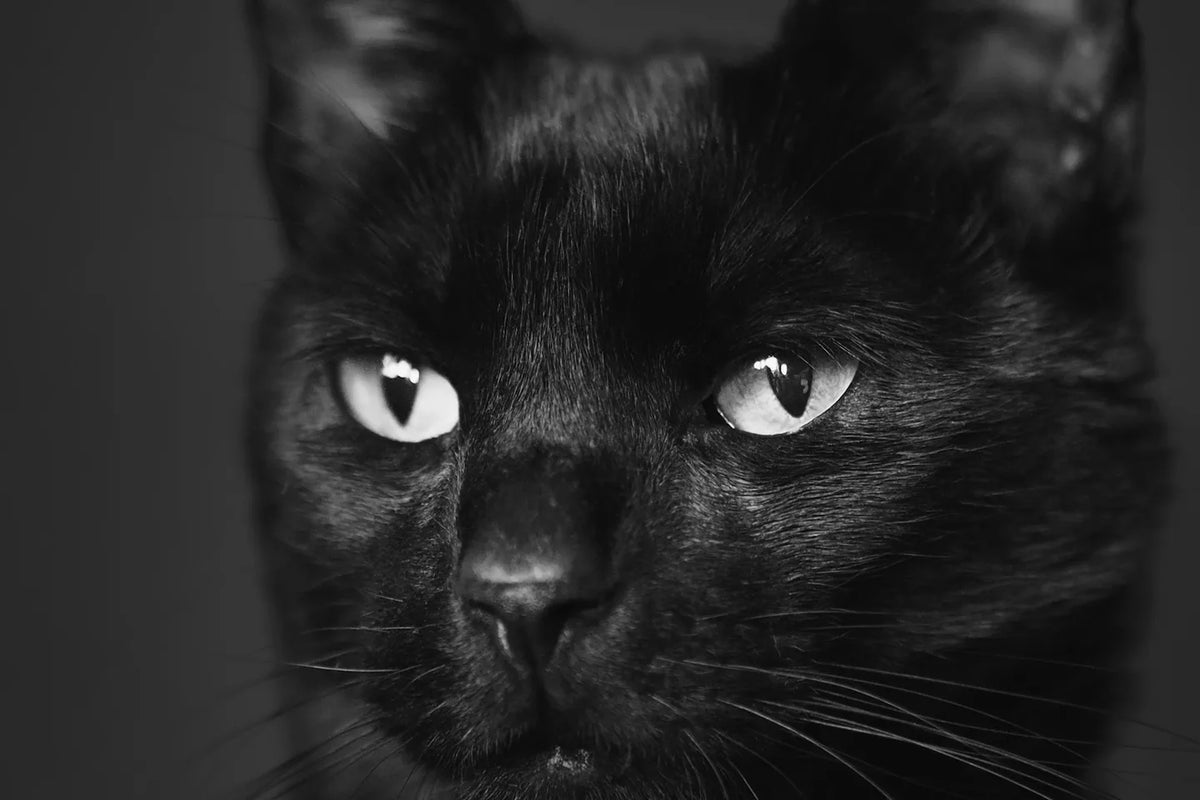 Black-and-white close-up portrait of a cat