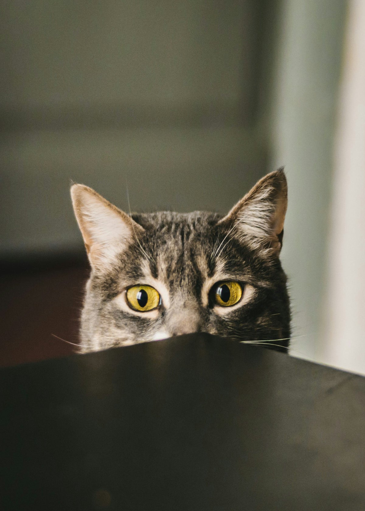 Grey cat peeking out from behind a table