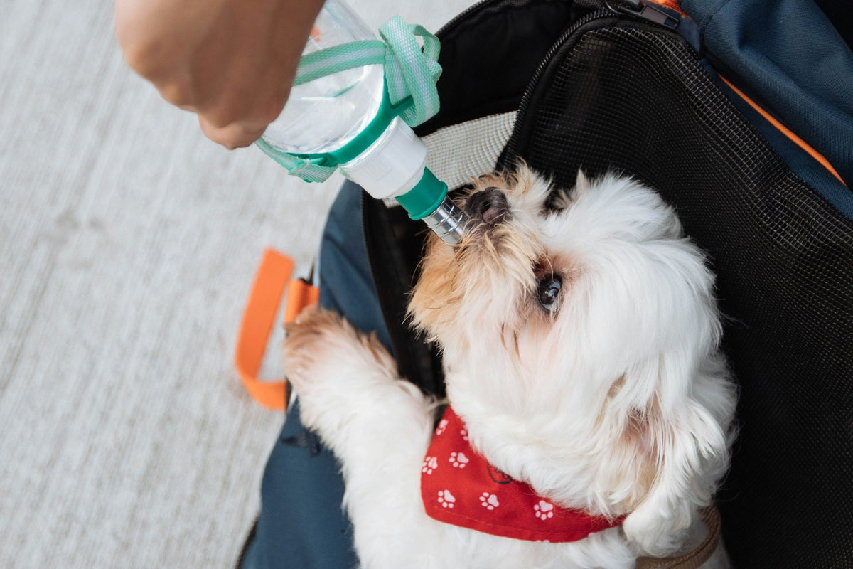 Owner holding a travel water bottle while their dog drinks