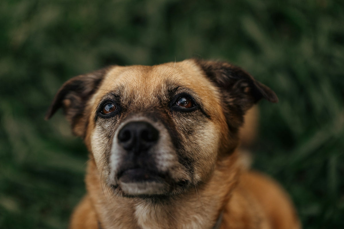 Brown dog looking up attentively at its person