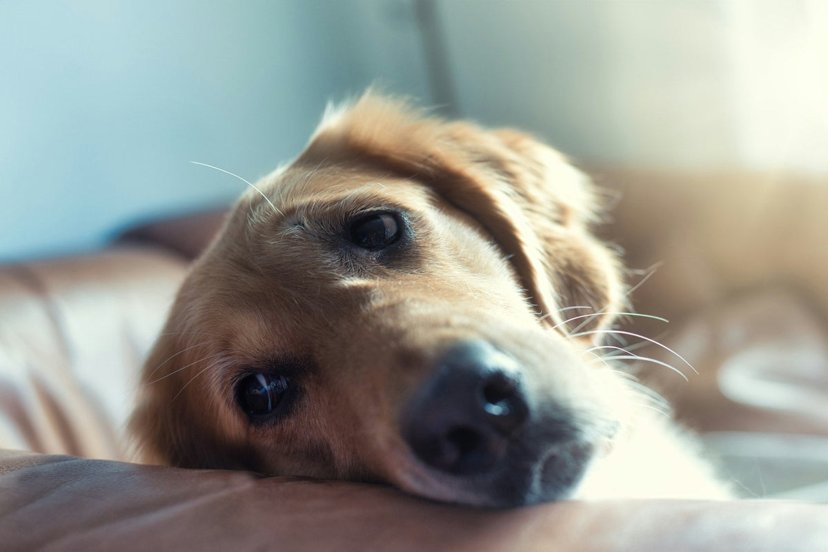 Golden retriever lying quietly on the floor at home