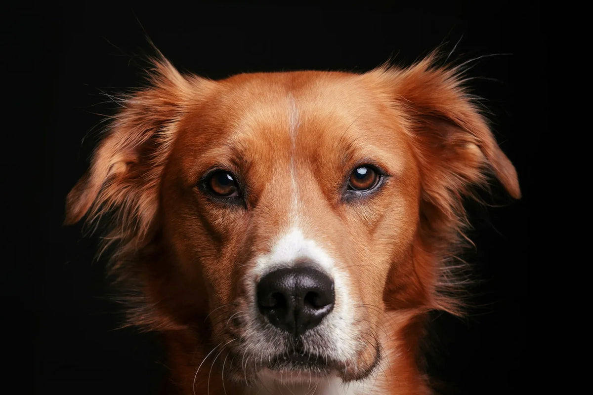 Brown dog with a white chest against a dark background