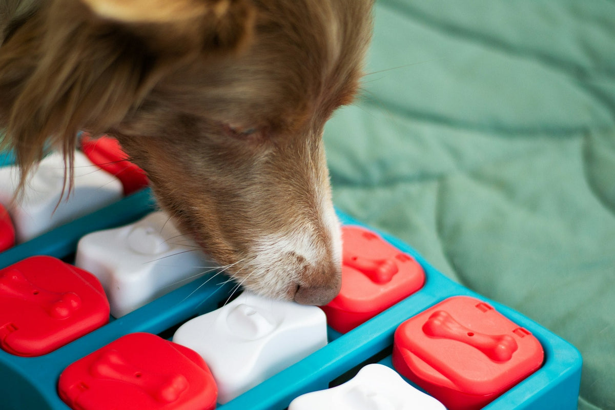 Brown and white dog working on a food puzzle toy