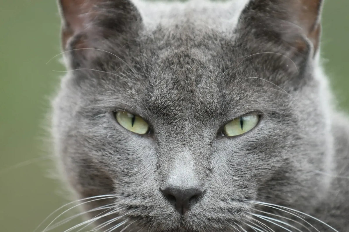 Grey cat with pale whiskers in a close-up portrait