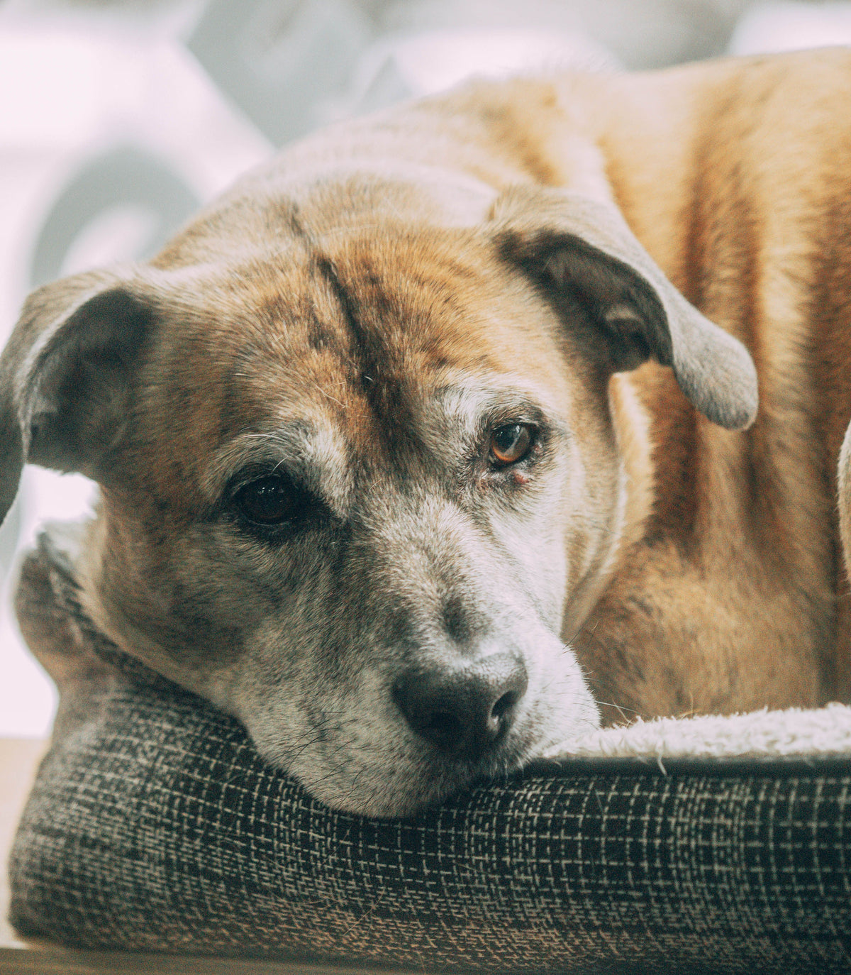 Dog with a grey muzzle resting its head on a cushioned bed