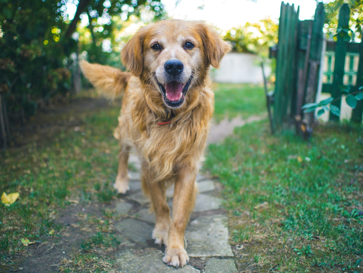 Happy senior golden retriever walking on a garden path