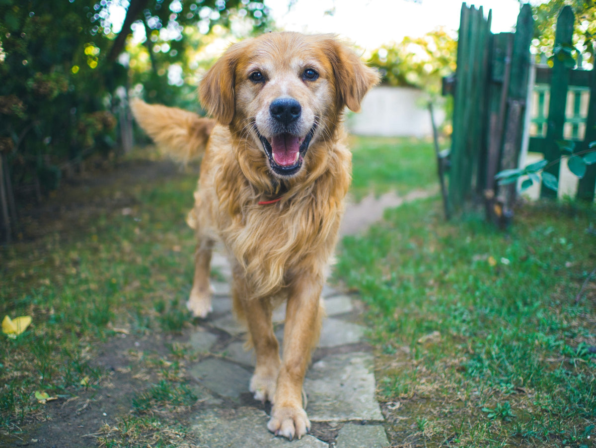 Senior golden retriever with a grey muzzle walking on a garden path