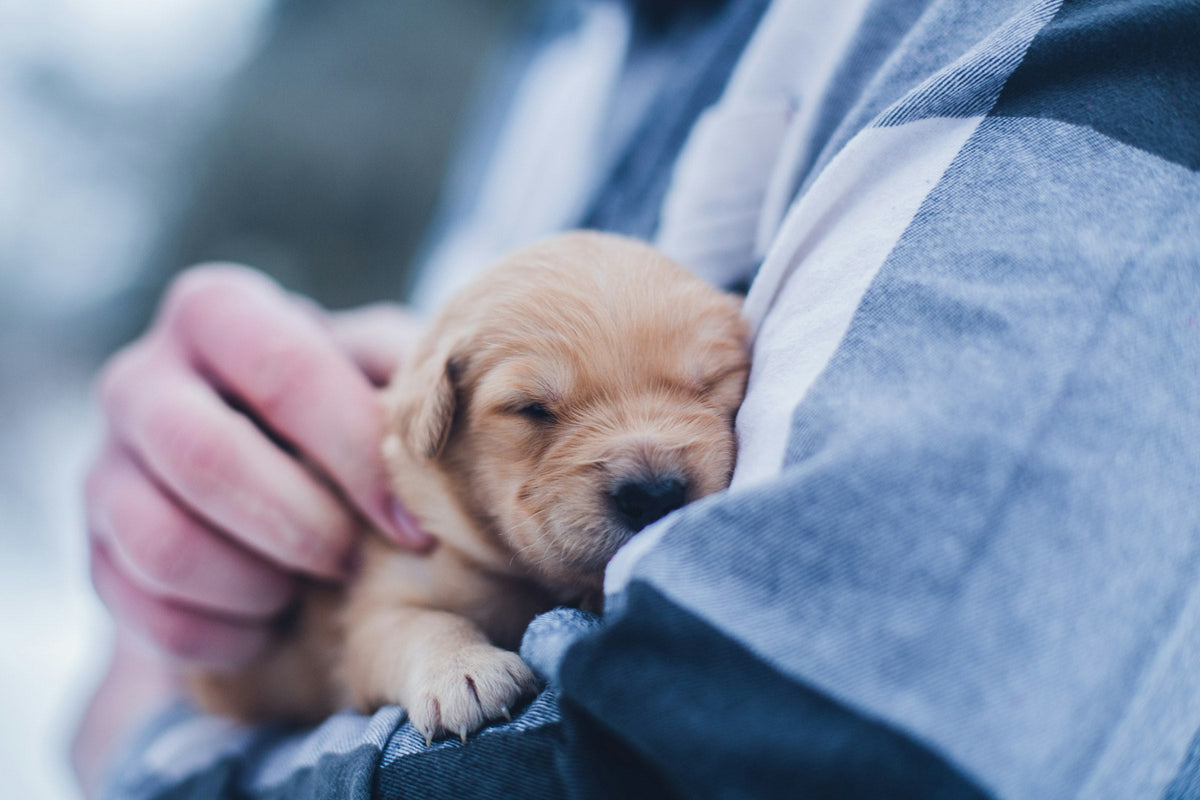 Puppy held safely in its new owner's arms