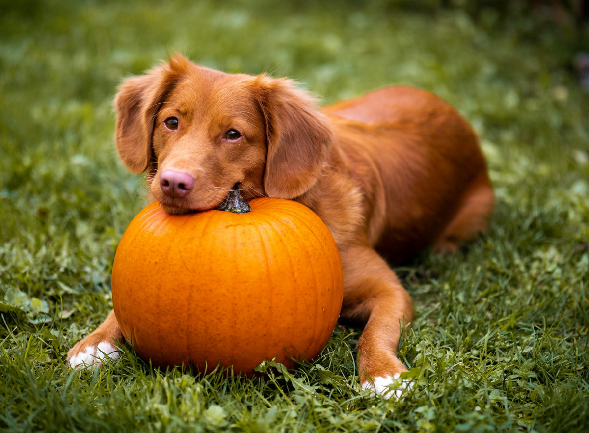 Dog resting its chin on a pumpkin in the grass