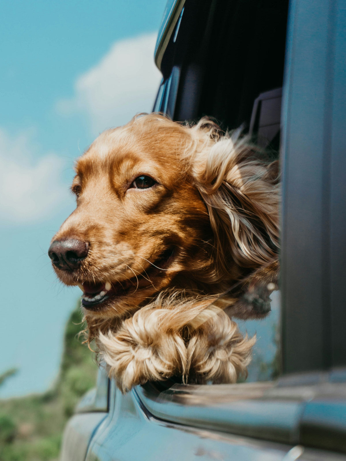 Spaniel with its head out of a car window on a road trip