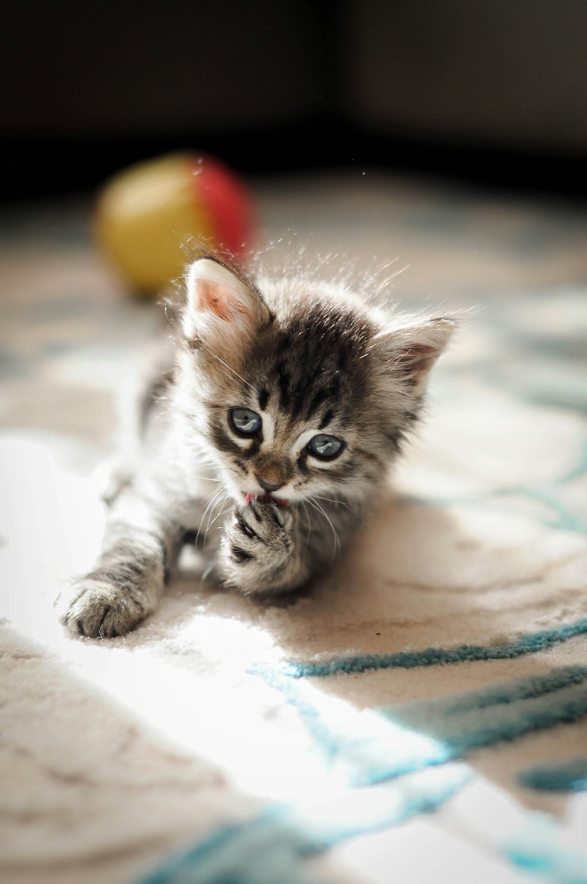 Tabby kitten playing on a blanket