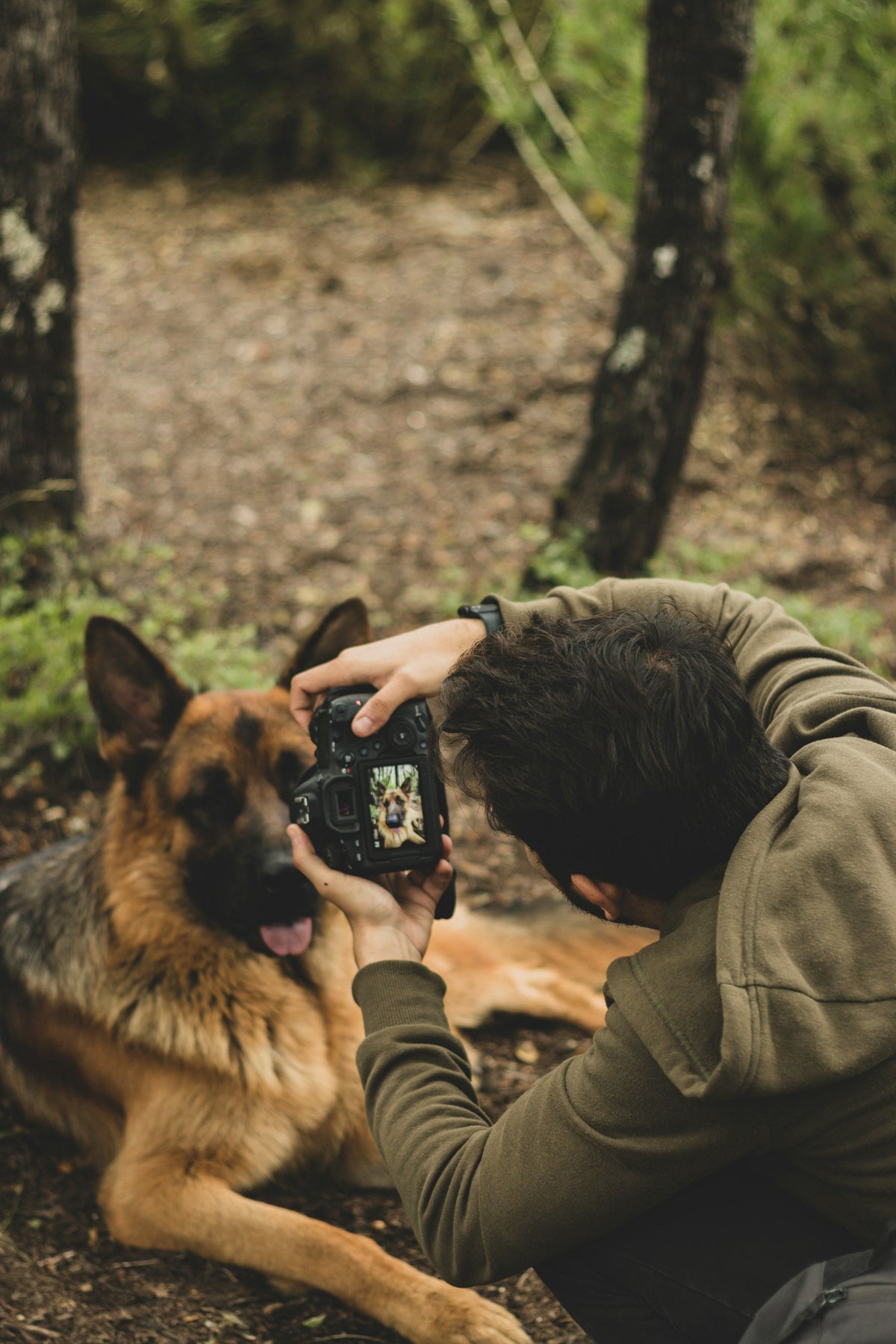 Man photographing his German shepherd in the forest