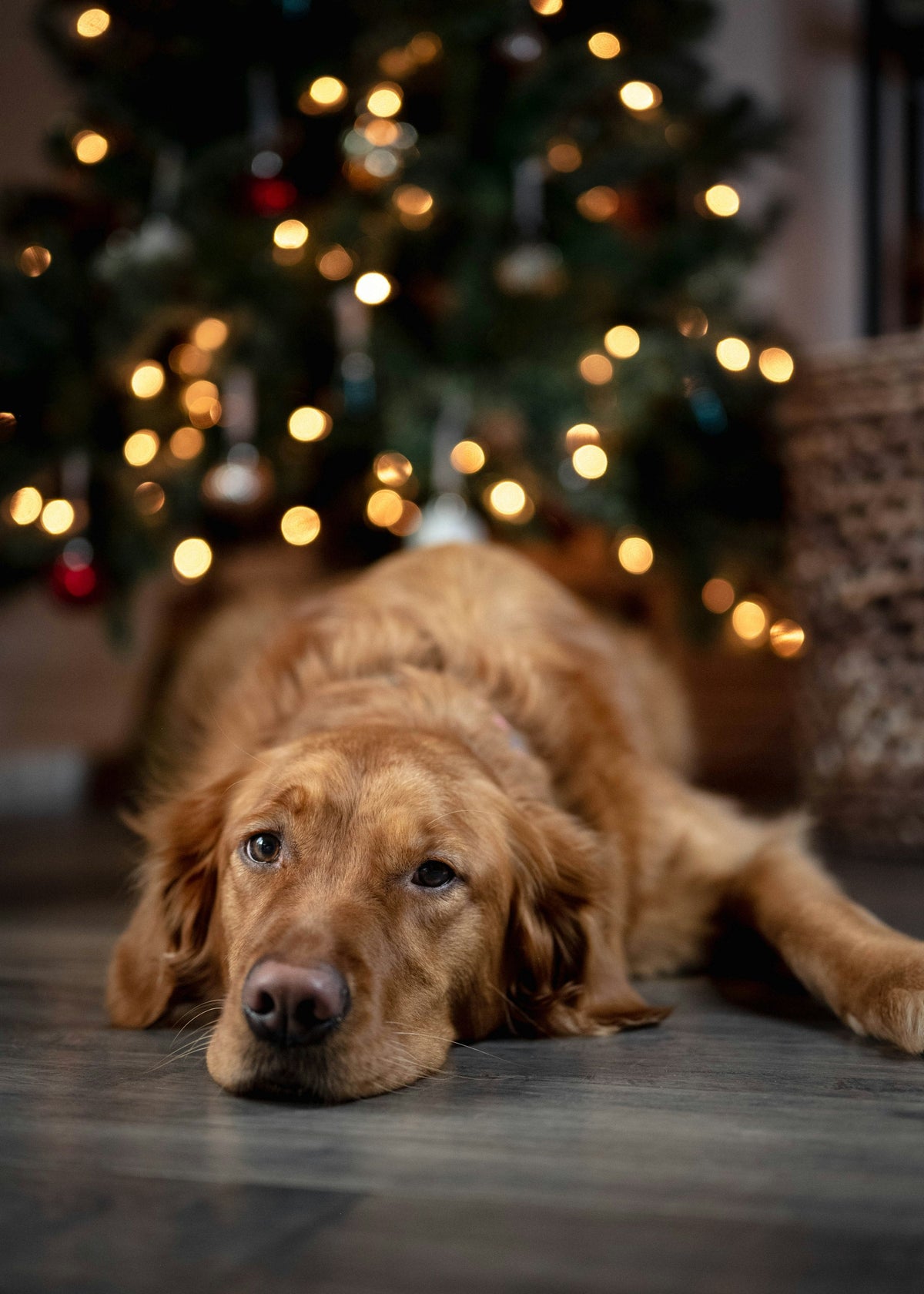 Golden retriever lying on the floor in front of a Christmas tree