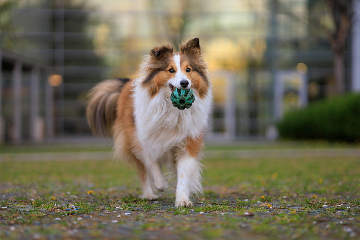 Shetland sheepdog running happily with a ball in the park