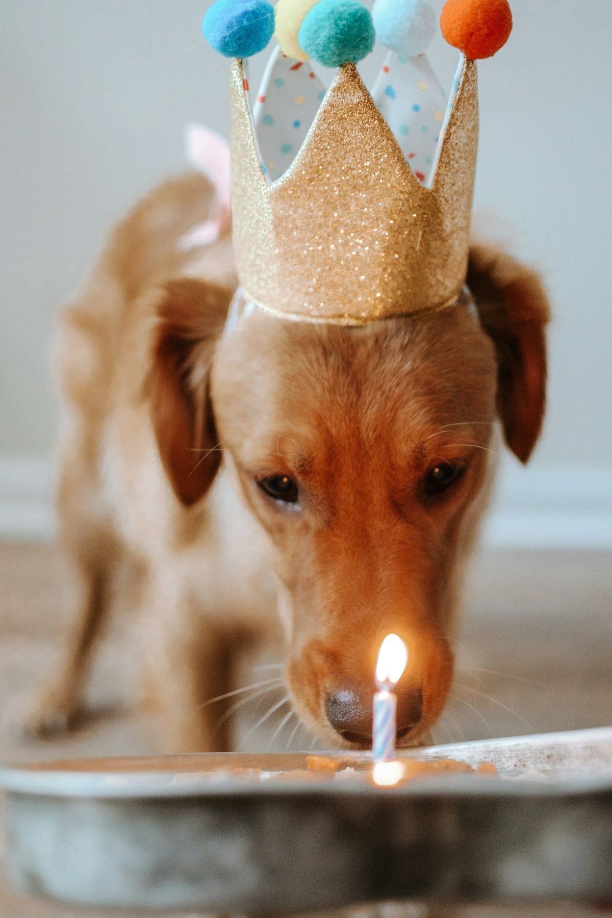 Dog wearing a paper crown looking at a birthday candle