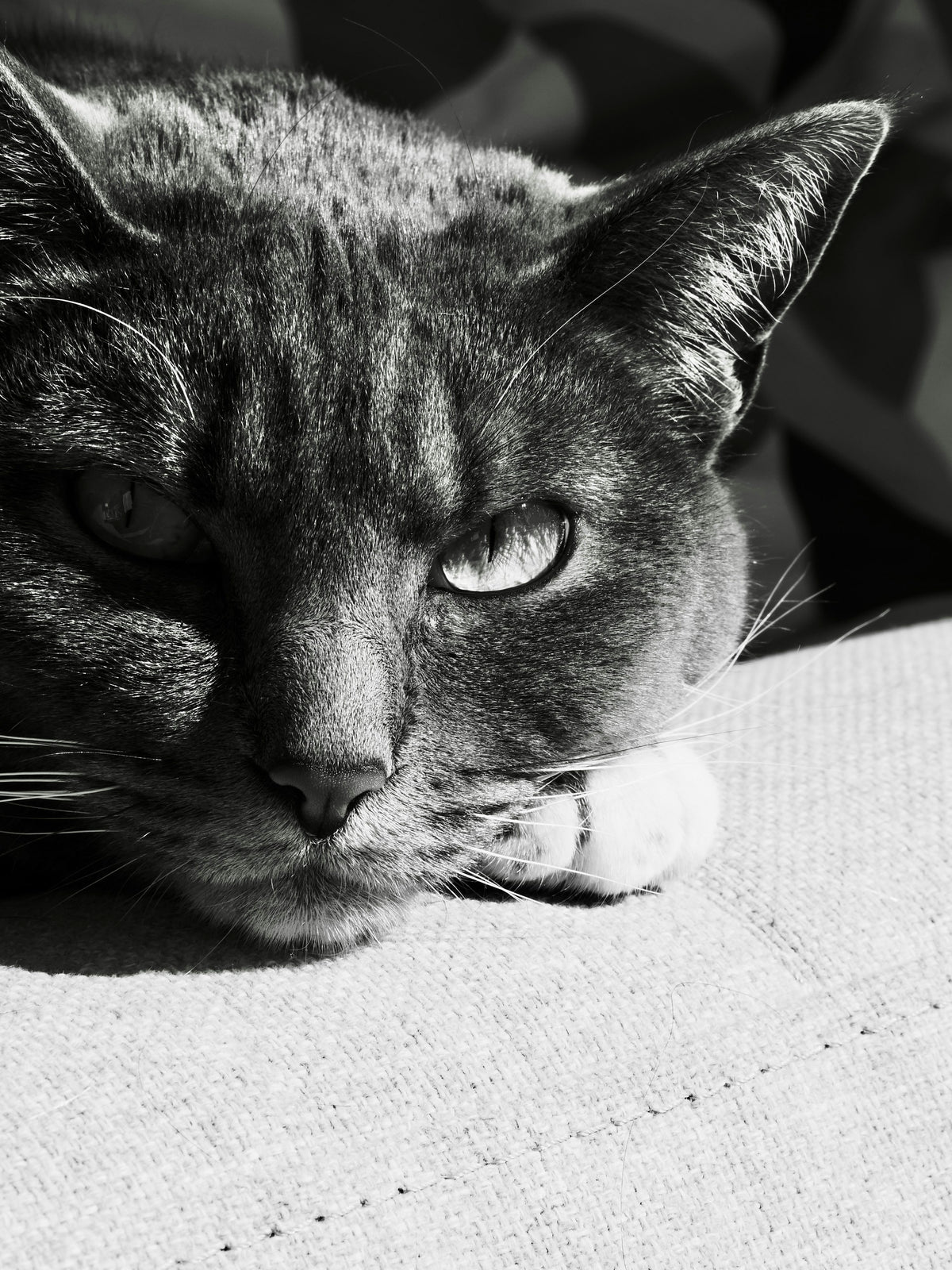 Black-and-white close-up of a tabby cat resting on a light blanket