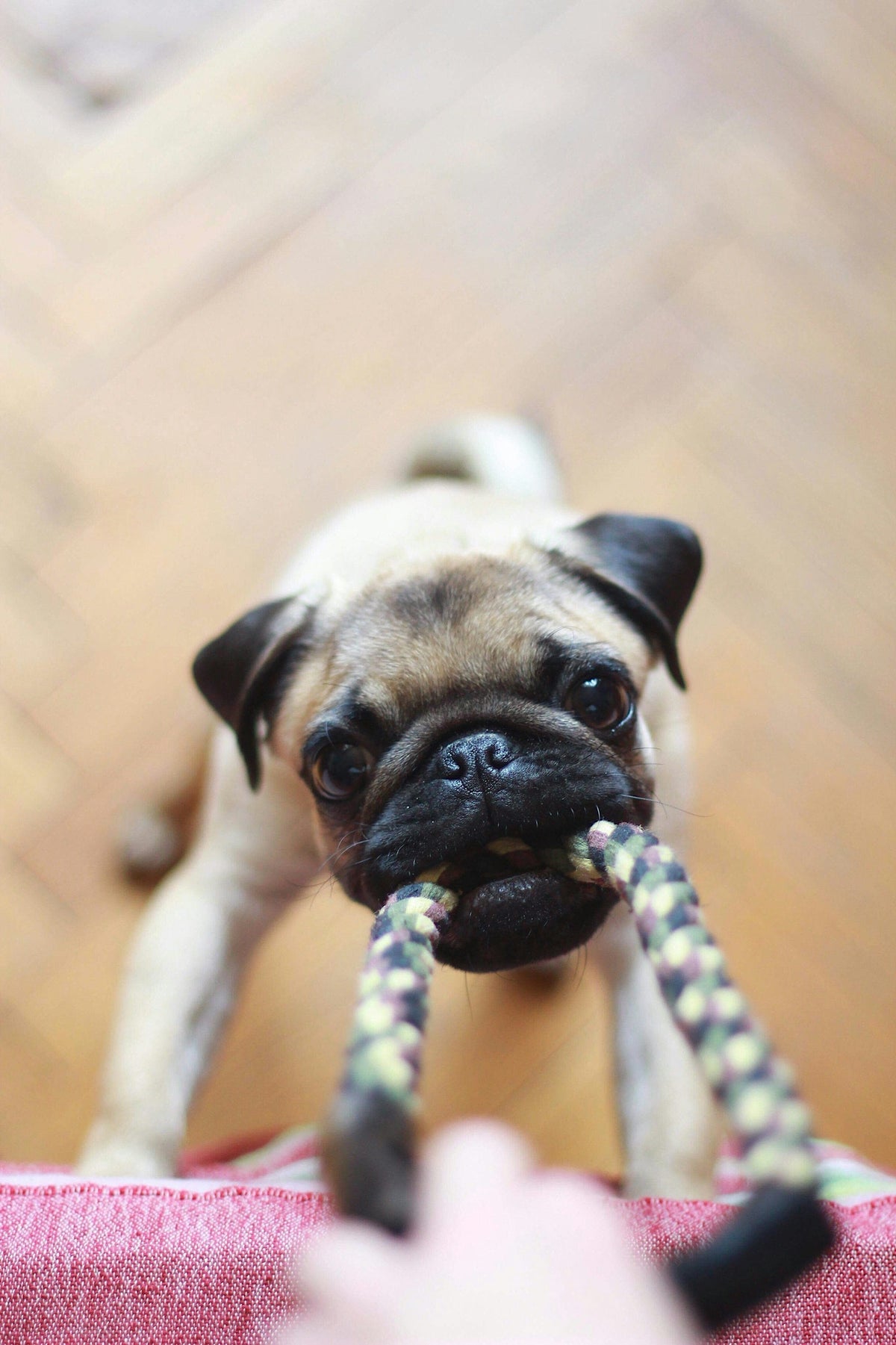 Pug tugging on a rope toy
