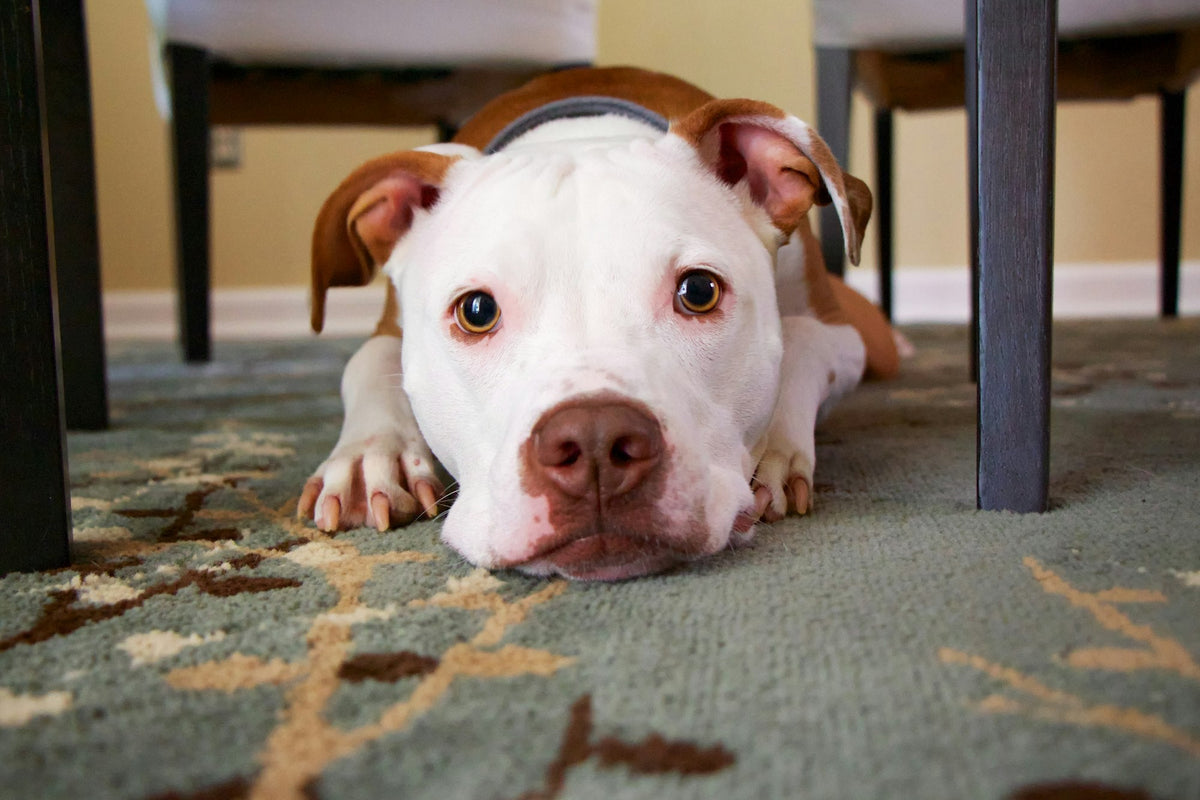 Dog lying on an area rug with its head down
