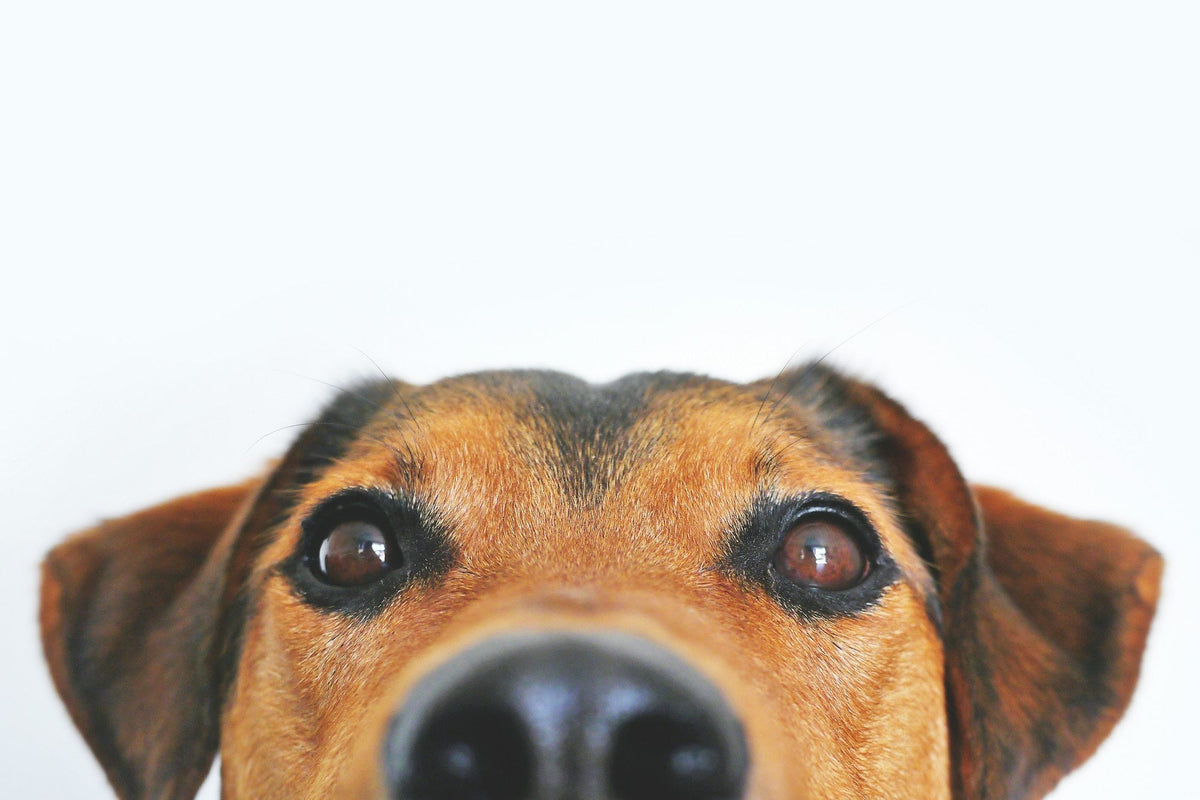 Dog looking straight into the camera