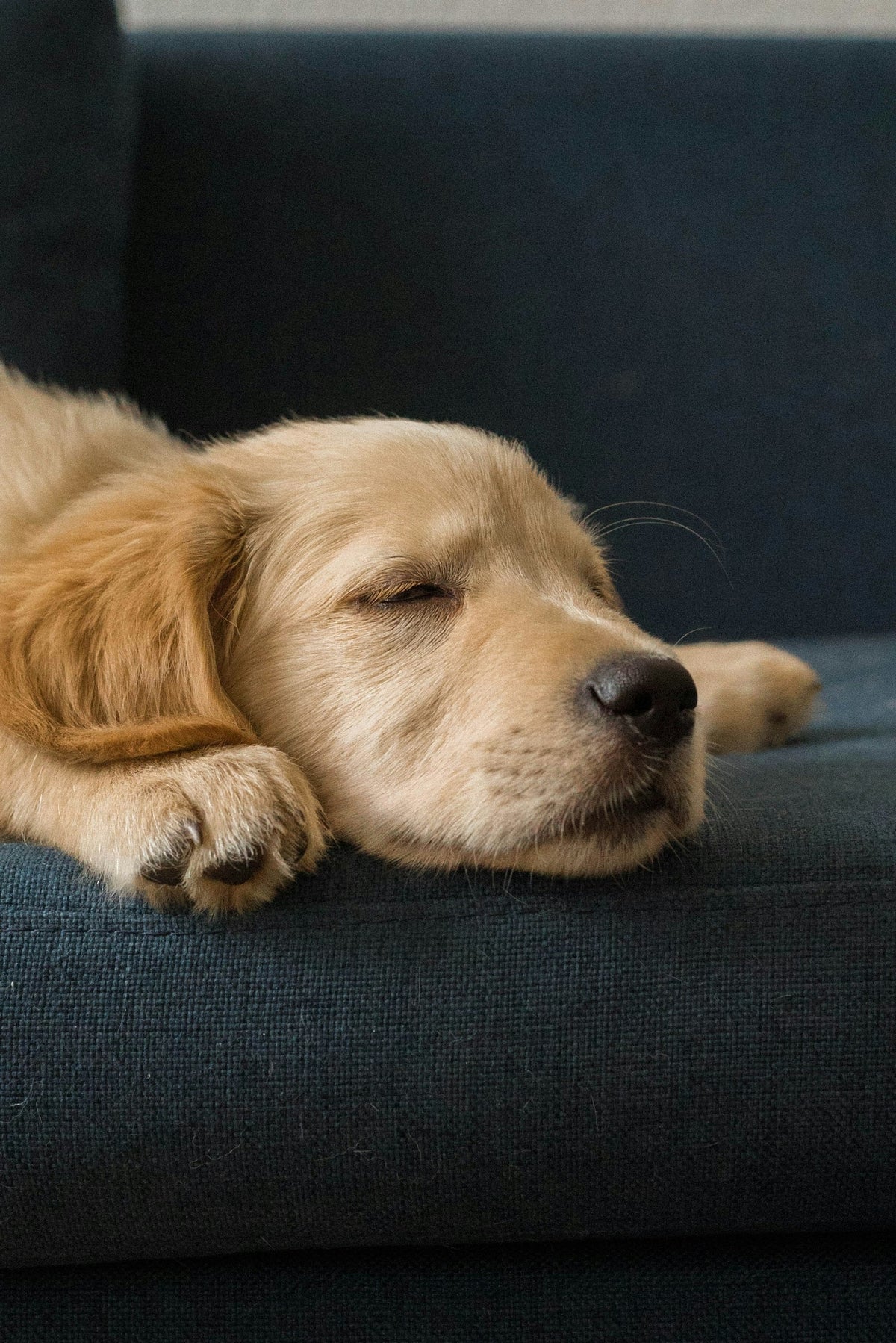 Golden retriever asleep on a blue blanket