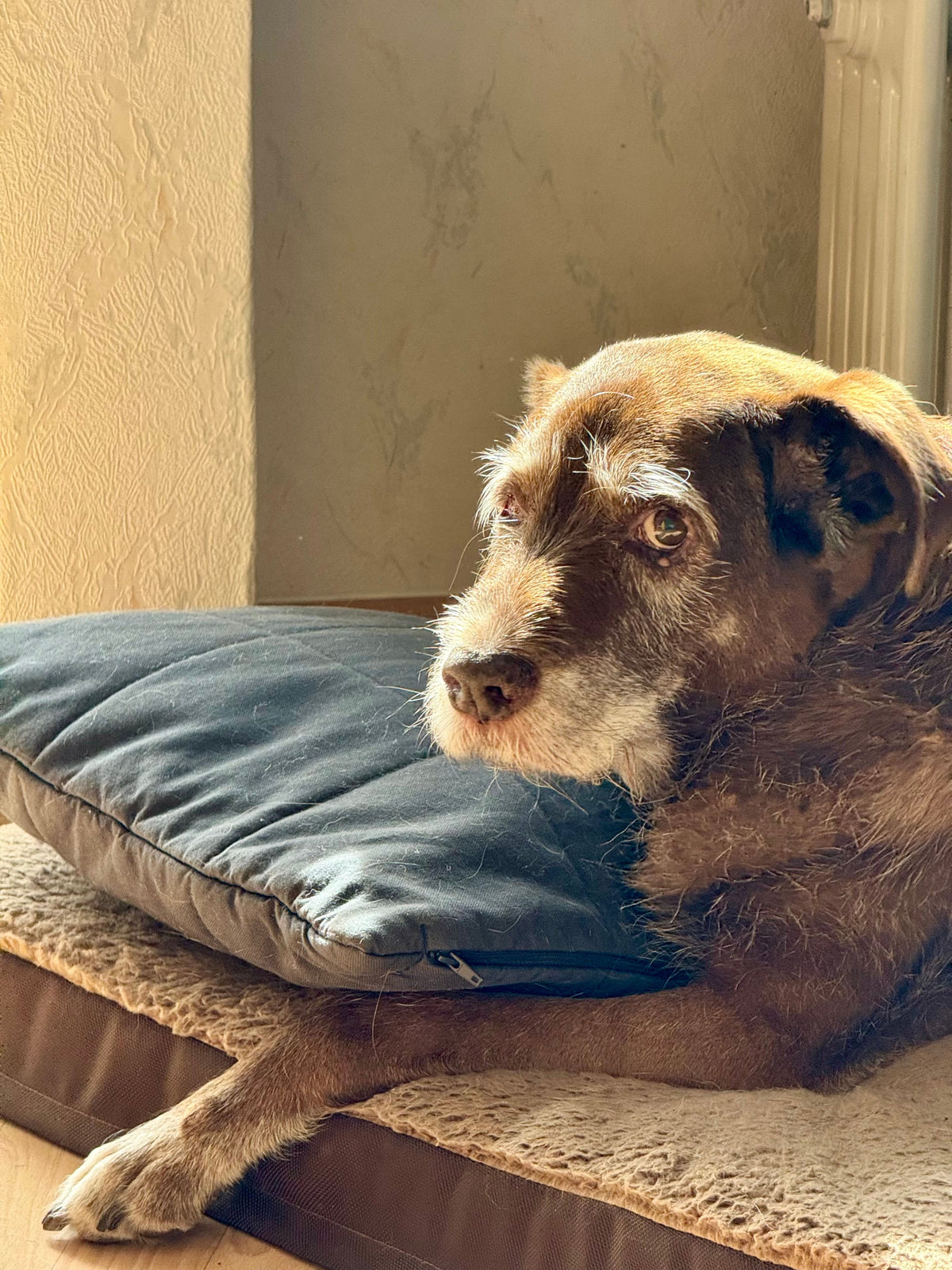 Brown dog resting beside a blue cushion in sunlight