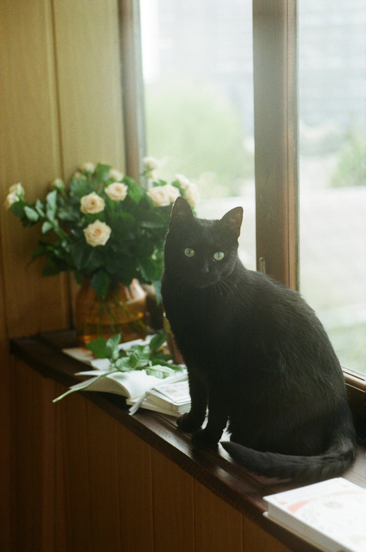 Black cat sitting on a sunny windowsill beside flowers