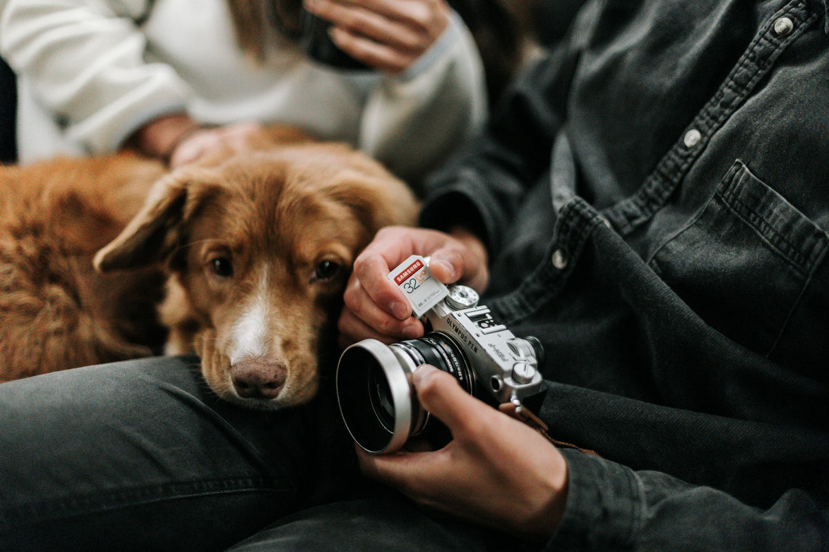 Hands holding a camera beside a happy dog