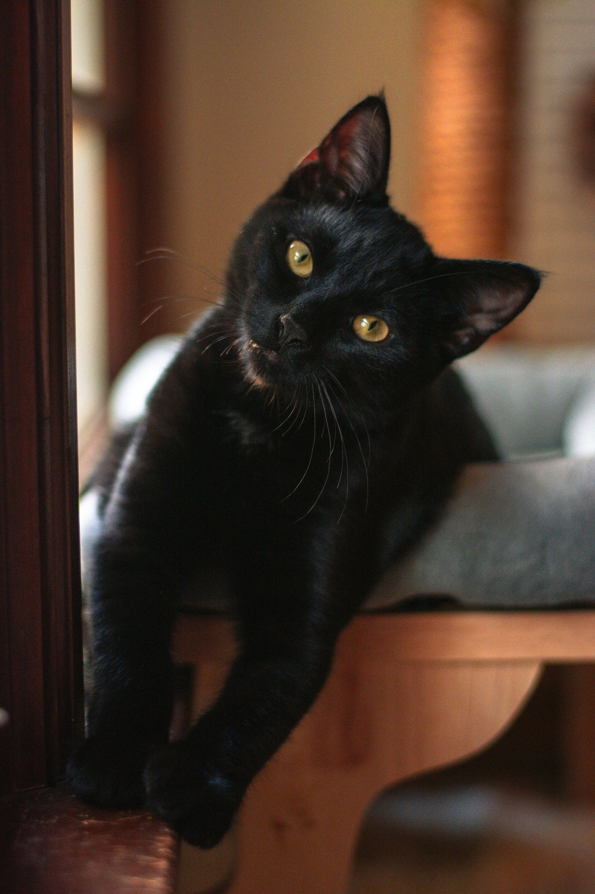 Black cat in warm afternoon light at home