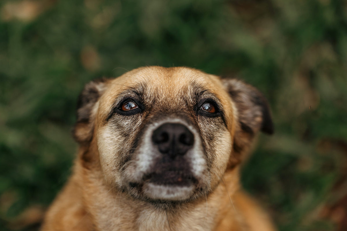 Close-up portrait of a brown dog with a grey muzzle outdoors