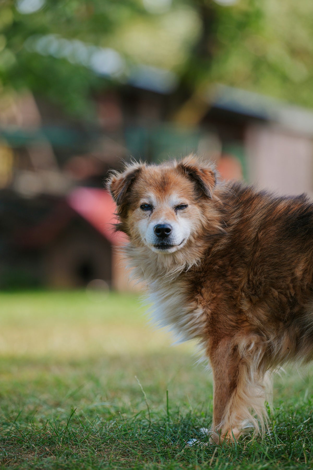 Brown and white dog looking back on a grassy lawn