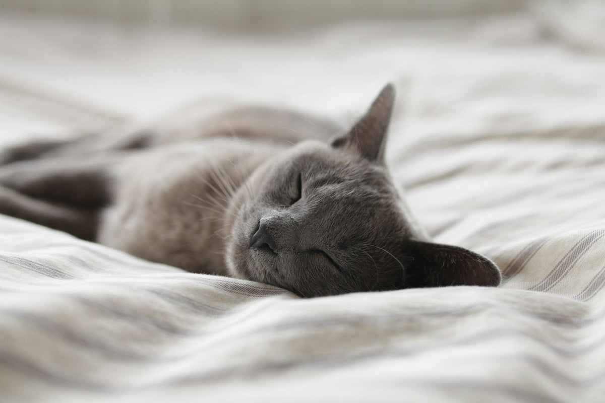 Russian Blue cat asleep on a white blanket