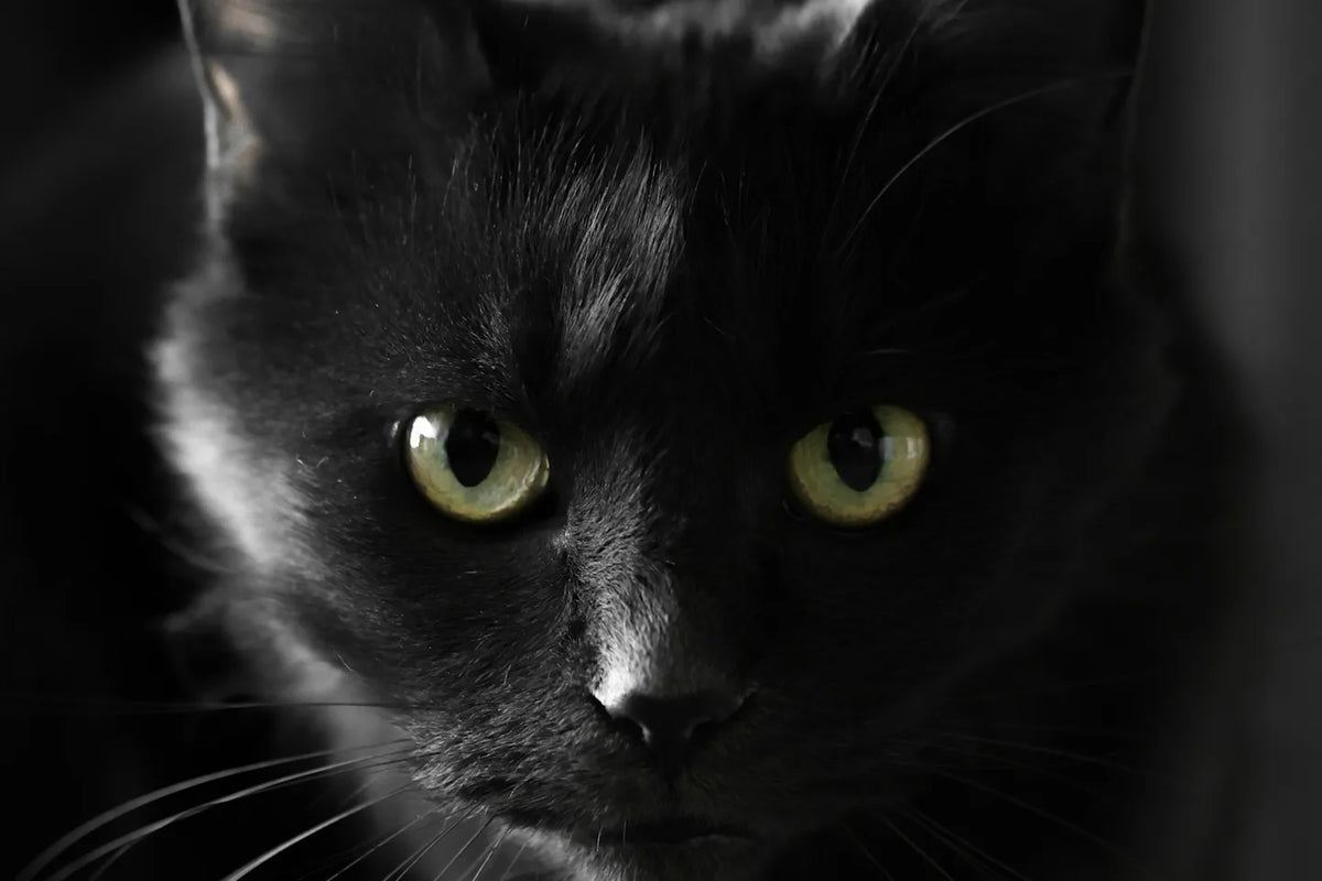 Black cat with green eyes in soft light