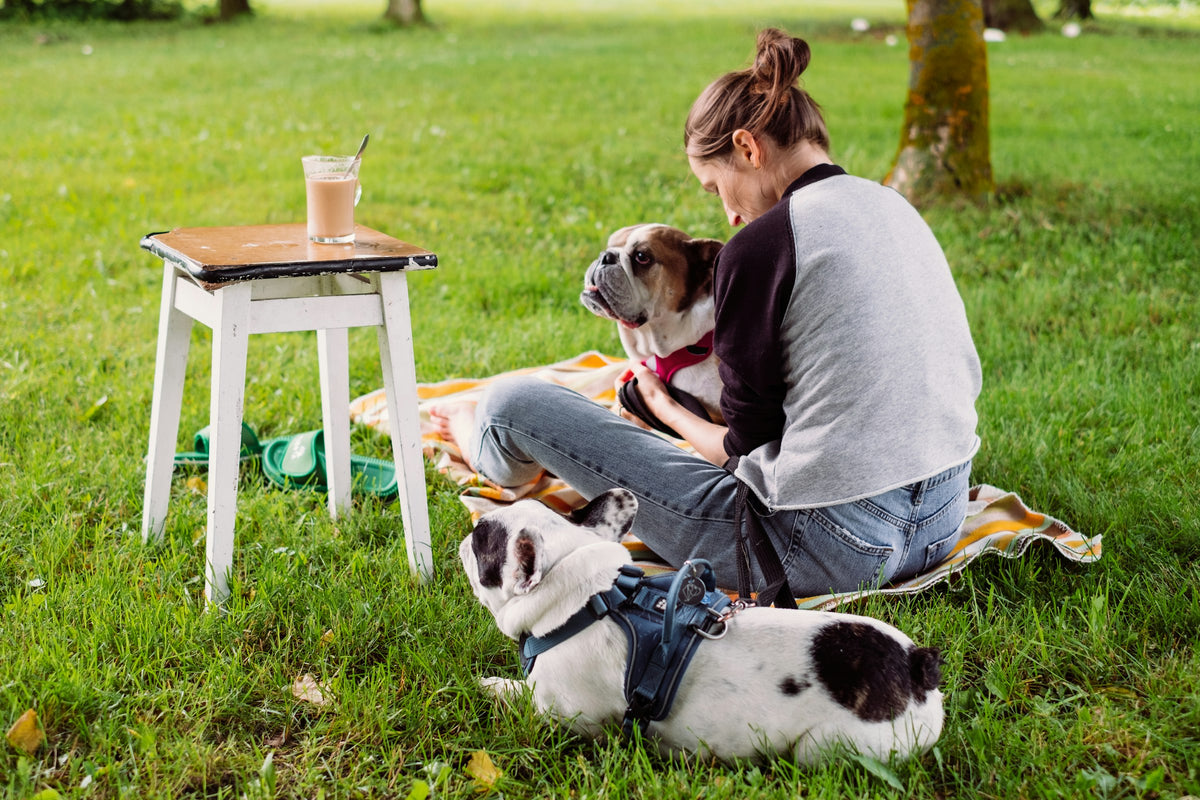 Woman having a picnic with her two dogs